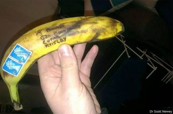 这根香蕉不但成功横越130公里,还几乎没什么损伤。