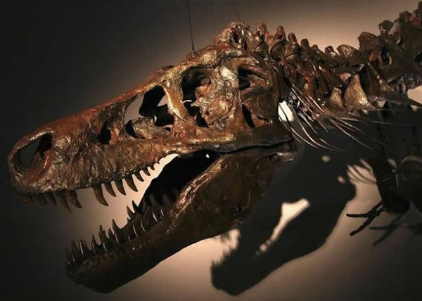 这是发现于1990年的世界最大的霸王龙化石，它们的灭绝被认为源于小行星撞击地球。