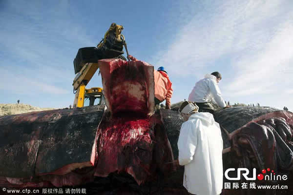 ��ֻĨ�㾨��ǳ����̲����������