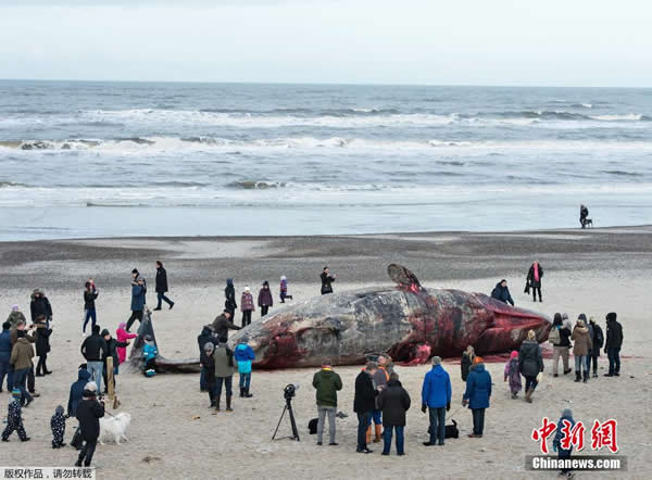 ��ֻĨ�㾨��ǳ����̲����������