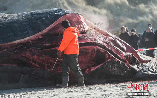 ��ֻĨ�㾨��ǳ����̲����������