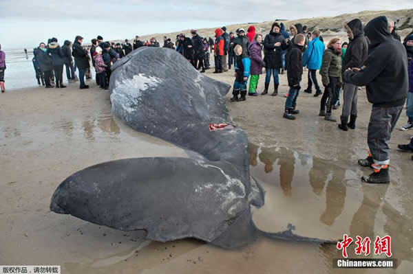 ��ֻĨ�㾨��ǳ����̲����������