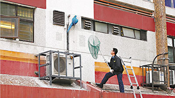 香港发现一只濒危的金刚鹦鹉