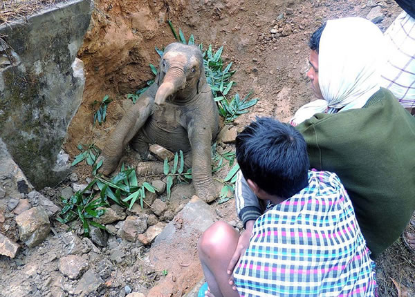 ӡ��һͷ�󱦱�����������������ĺ�����