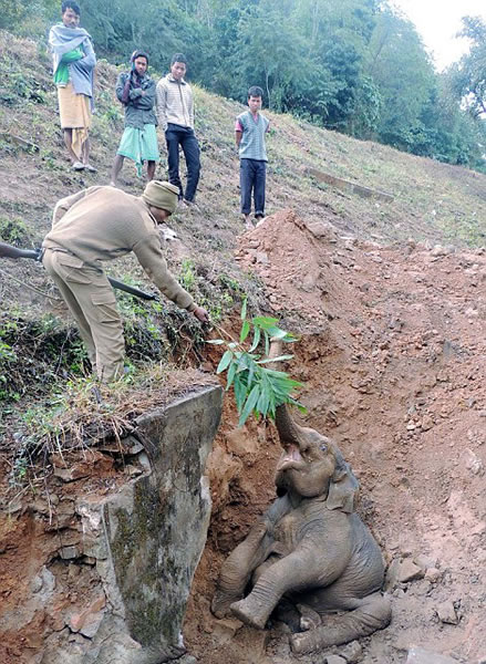 ӡ��һͷ�󱦱�����������������ĺ�����