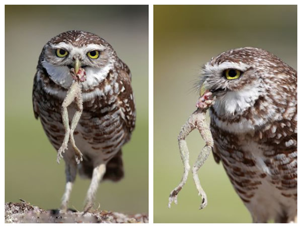 �����������ɺ���ǵ�èͷӥ