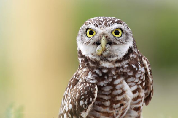 �����������ɺ���ǵ�èͷӥ