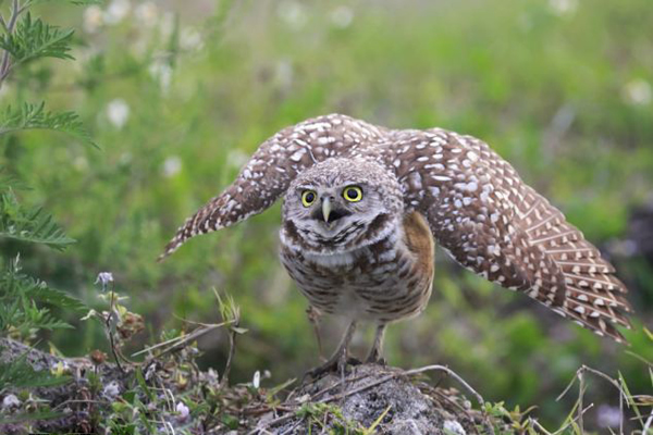 �����������ɺ���ǵ�èͷӥ