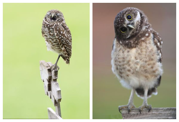 �����������ɺ���ǵ�èͷӥ