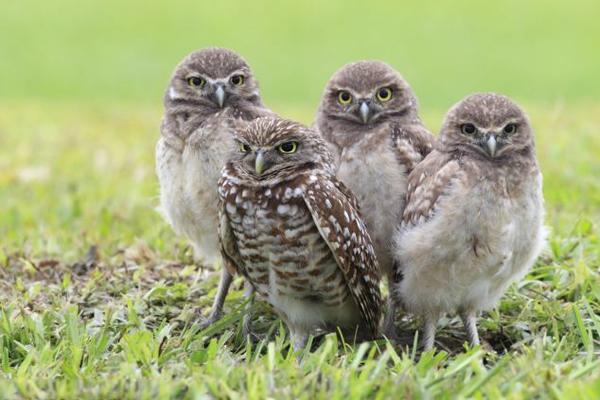 �����������ɺ���ǵ�èͷӥ