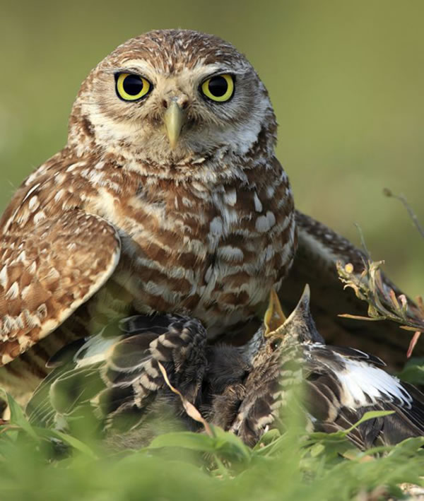 �����������ɺ���ǵ�èͷӥ