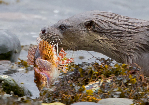 ˮ̡���»������̶��ж���ʨ����