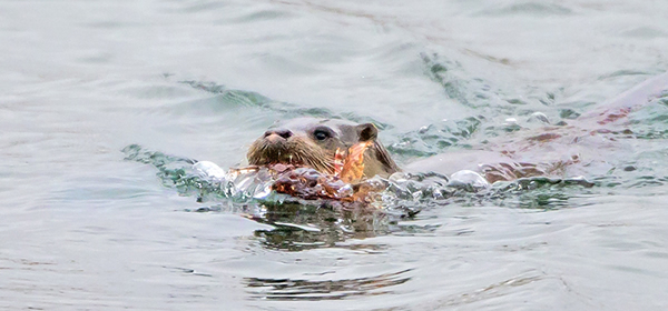 ˮ̡���»������̶��ж���ʨ����