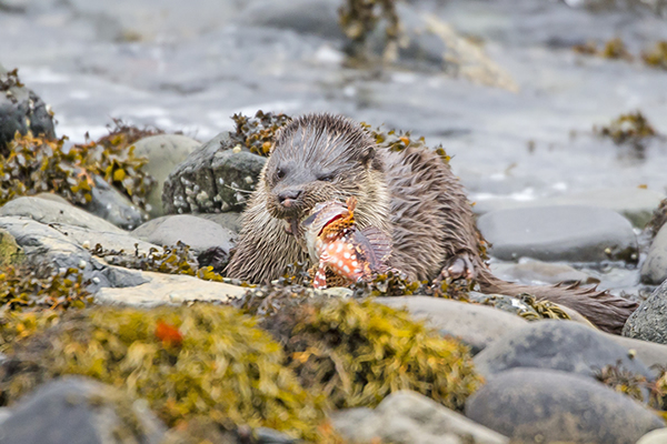 ˮ̡���»������̶��ж���ʨ����