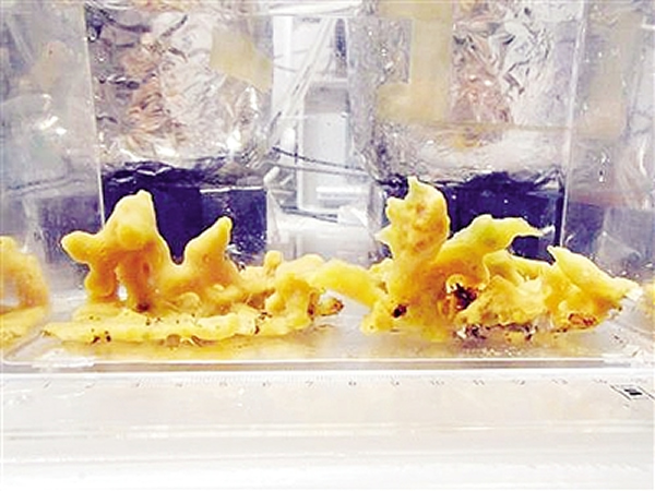 ʵ���е����м������