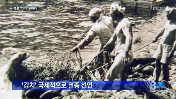 南韩将复原灭绝的独岛海狮