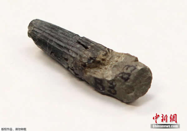 古生物学家在马来西亚彭亨州发现该国第一块恐龙化石