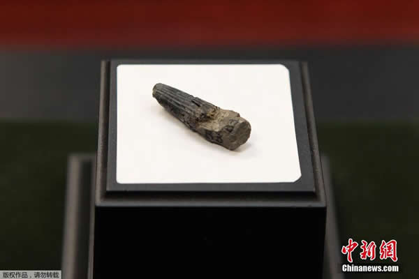 古生物学家在马来西亚彭亨州发现该国第一块恐龙化石