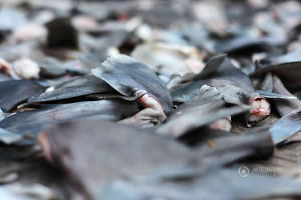 中国市场的鱼翅需求引发印尼过度捕杀鲨鱼