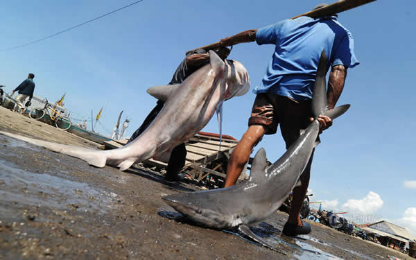 报告称,全世界捕鲨最多的20个国家和地区占全球捕鲨总量的80%。这其中,印尼与印度捕鲨量最大,超过全世界捕鲨量1/5。当地政府正在寻求既能保护鲨鱼,又不会对渔民