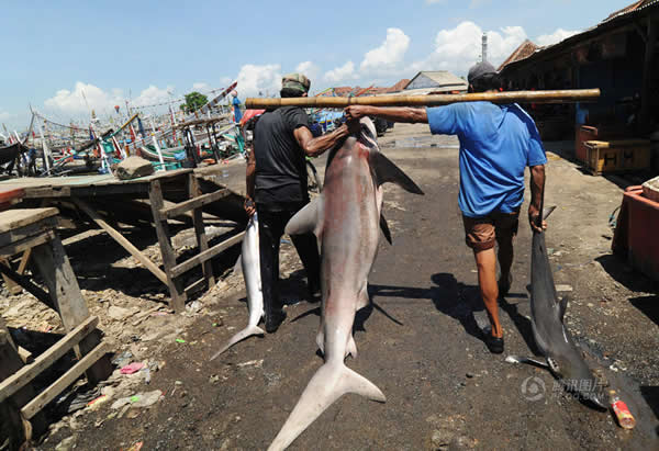 由于鲨鱼尤其是鱼翅价格高昂,所以印尼有很多渔民捕猎鲨鱼。但印尼本国人却极少食用鲨鱼和鱼翅。当地鱼翅的出口对象国主要为中国和新加坡。