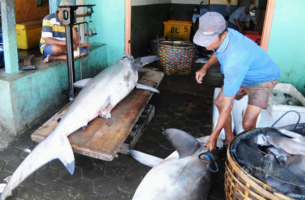 印尼外南梦,当地民众捕杀鲨鱼。