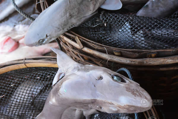 印尼外南梦,当地民众捕杀鲨鱼。