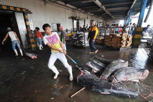 印尼外南梦,当地民众捕杀鲨鱼。