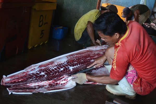 印尼外南梦,当地民众捕杀鲨鱼。