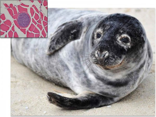 ���������ڻ�ʹ�ûҺ����Ӵ���һ�����ͼ�����Sarcocystis pinniped����ͼ�����ò�ԭ�嵼�º����ι���˥�߲�������