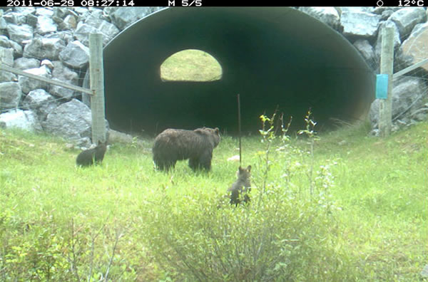 A grizzly bear family uses a metal culvert underpass.
