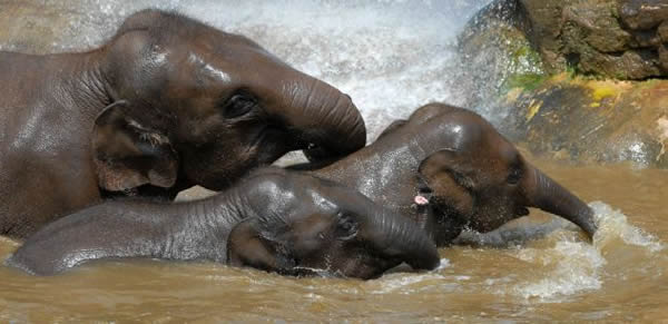 亚洲大象会用自己的象牙和声音安抚悲伤的同伴