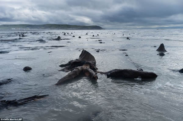 Ӣ���籩��������γ�5000��ǰɭ��