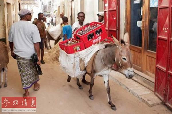 驴是肯尼亚拉穆等地的重要交通工具