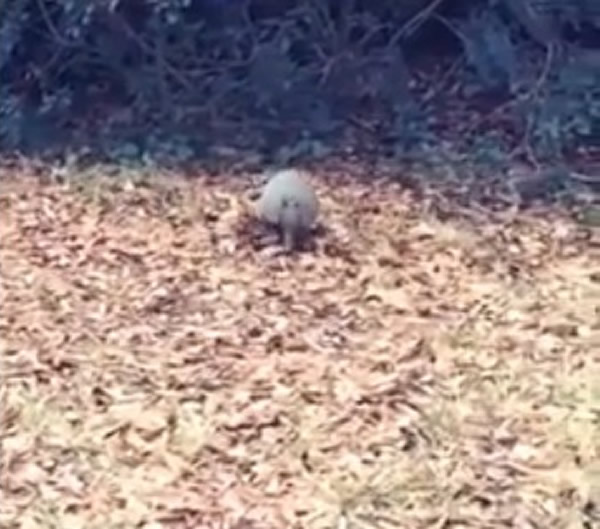 һֻ��ɽ���ڴ����д���̫�ղ�