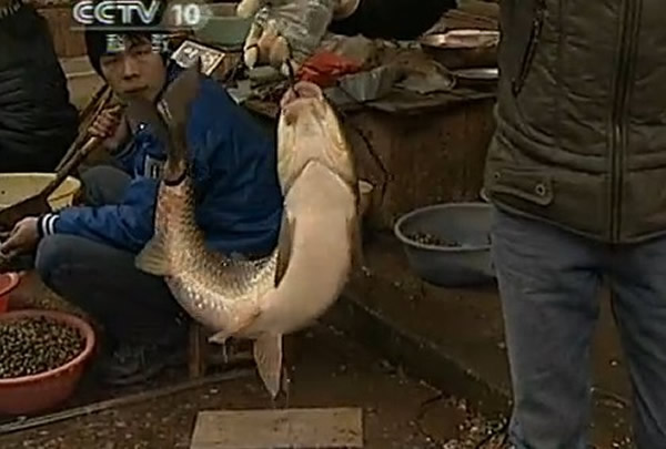 建瓯市传承两百余年的“弓鱼”绝技 活鱼离水一天不死