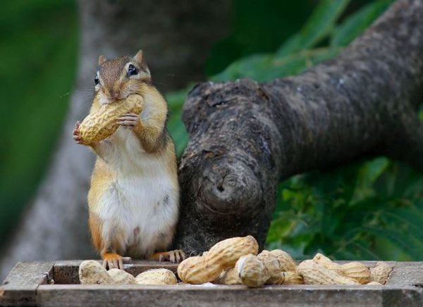 加拿大花栗鼠吃花生