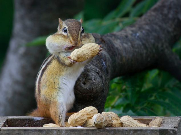 加拿大花栗鼠吃花生