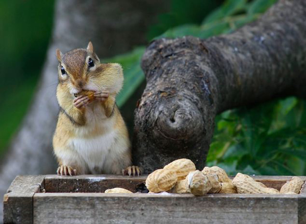 加拿大花栗鼠吃花生