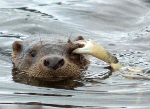 挪威水獭袭击螃蟹反被钳住眼睛