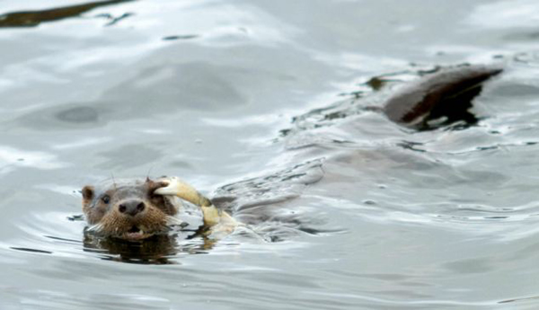 挪威水獭袭击螃蟹反被钳住眼睛