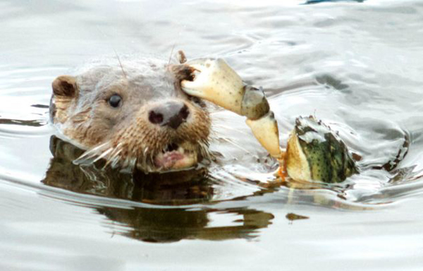 挪威水獭袭击螃蟹反被钳住眼睛