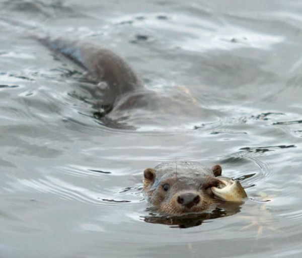 挪威水獭袭击螃蟹反被钳住眼睛