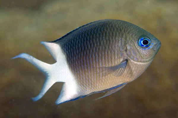 酸性的海洋破坏鱼类的视力