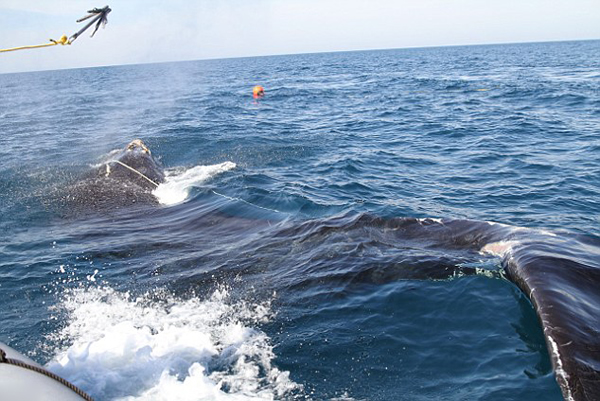 ݺһͷ85׳ҵߵıΣ¶