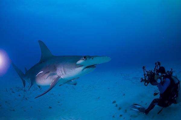 摄影师在巴哈马比米尼群岛附近海域面对面拍摄双髻鲨