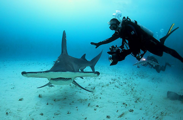 摄影师在巴哈马比米尼群岛附近海域面对面拍摄双髻鲨