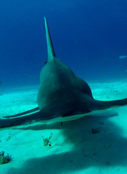 摄影师在巴哈马比米尼群岛附近海域面对面拍摄双髻鲨
