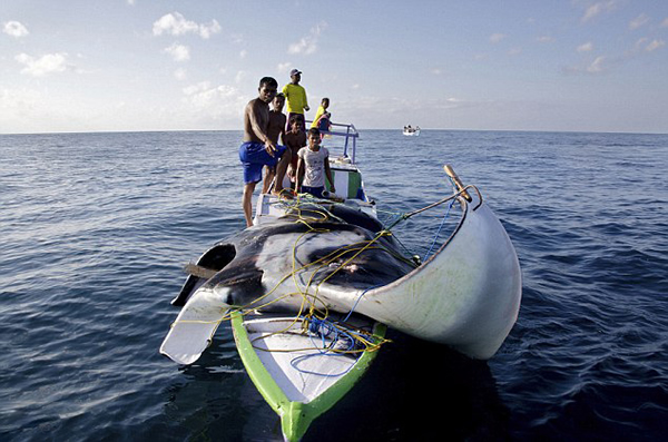 ӡ�Ὠ���ӻ�����������