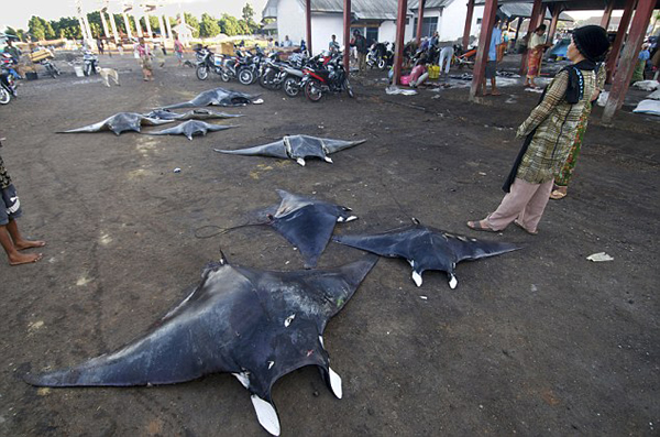 ӡ�Ὠ���ӻ�����������